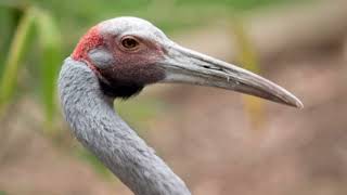 Facts About Brolga Bird [upl. by Jacquie731]