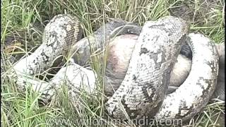 Indian Python crushes langur to death [upl. by Wershba]