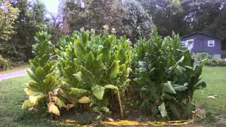 HOW TO GROW TOBACCO PART 1 Selecting the right seeds [upl. by Ivanah]