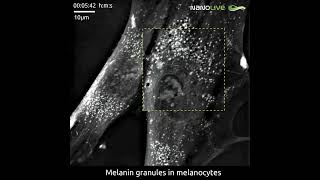 Melanin Granules on the Move in Melanocytes [upl. by Atse534]