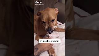 My dog has a demon😂 dog comedy [upl. by Atwater860]