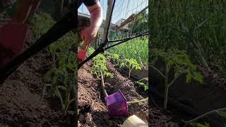 Plantation des tomates ananas Par1 tomate [upl. by Irrak]