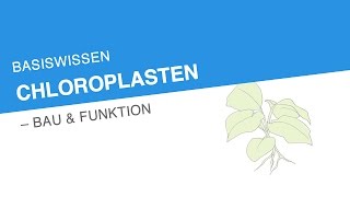 BASISWISSEN CHLOROPLASTEN – BAU FUNKTION  Biologie [upl. by Einahpetse]