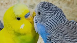 Budgies pair each other [upl. by Christophe204]