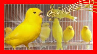 ✅ CANARIO CANTANDO  CANTE DE CANARIOS  Canario amarillo cantando [upl. by Sivie]