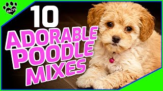 Top 10 Poodle Mix Breeds Small Doodle Dogs 101 [upl. by Dyun]