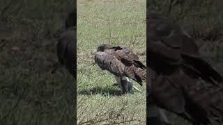 martial Eagle named is going to hunt big animal shortvideo shortvideo shortvideo [upl. by Asilana]