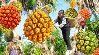 Harvesting Red Forest Pineapple  Soak A Super Large Jar Of Pineapple Wine Goess to market sell [upl. by Maddie104]