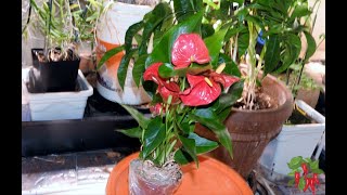 How To Grow and Care for Red Anthurium [upl. by Mathilda]