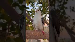 Kitna samjadar kbutr h 😱🕊️ youtubeshorts pigeonlover viralshort shortsfeed shorts [upl. by Pollock568]