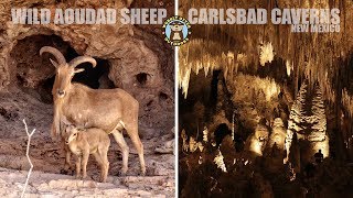 Wild Aoudad Sheep amp Carlsbad Caverns  Short Version [upl. by Plume137]