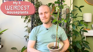 My 5 Weirdest Houseplants [upl. by Einobe]