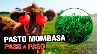 Pasto Mombasa Panicum Maximum  El ganado LO ADORA  🐮 [upl. by Chilcote]