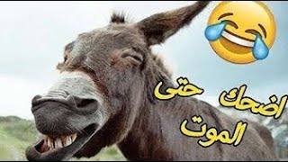 حاول ألا تموت من الضحك أفضل فيديو مضحك جدا الضحك حتي الموت  10😂😂 [upl. by Audwin]