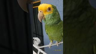 ¿Que Te Gusta Hacer Loro Que Habla 😂 shorts parrot viral loro humor animals youtubeshorts [upl. by Hourihan824]