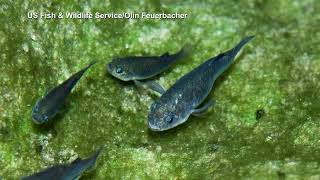 09302022 Devils Hole Pupfish Count At Highest Count in 19 Years [upl. by Margalo176]