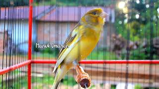 Canary song for mating training of beautiful Belgian canaries 143 [upl. by Frodin931]