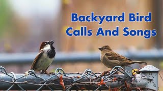 Backyard Bird Calls And Songs 1  In Ontario  Bird Sounds and Chirps  Wild Bird Video Compilation [upl. by Alicea739]