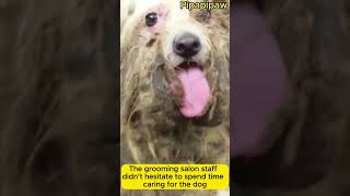 From Filthy to Fabulous Abandoned Shaggy Dog’s Heartwarming Rescue Transformation shortvideo dog [upl. by Svetlana]