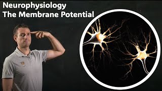 The membrane potential [upl. by Teagan]