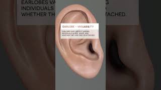 Earlobe ear biology medical anatomy [upl. by Nallaf]