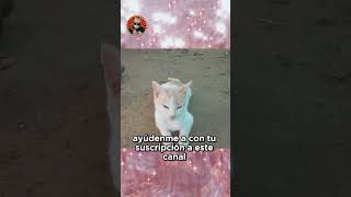 El gato de la azotea te necesita [upl. by Gaivn]