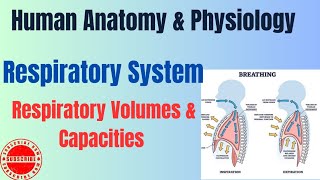 Respiratory Volumes and Capacities I Respiratory System I HAP pharmacynotes [upl. by Eckardt]