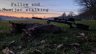 Fallow and Muntjac deer stalking with the SAKO S20 [upl. by Billy4]