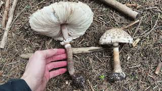 Diferencias entre el parasol bueno y el parasol enrojeciente Macrolepiota procera y M rhacodes [upl. by Sillihp]