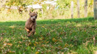 Well Trained Chihuahuas [upl. by Jamill]