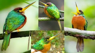 Yellowbilled Jacamar is a beautiful contributes to the biodiversity of its tropical forest habitat [upl. by Llacam]