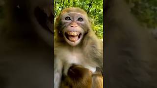 Very Funny Money 😂 Monkey 🐒 Acting 🤣funny monkey comedy yoytubeshorts [upl. by Landel]