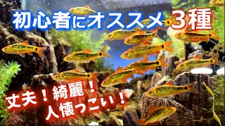 初心者にオススメ熱帯魚、3種！【丈夫で飼育しやすい】 [upl. by Xyno]