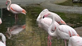 Rosaflamingo Phoenicopterus roseus  Greater flamingo [upl. by Henri]