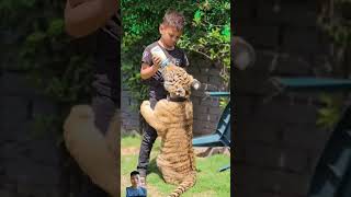 Tiger milk newsong yadavbrand2song song yadavbrandsong tiger shortvideo lion shorts [upl. by Yasmine]