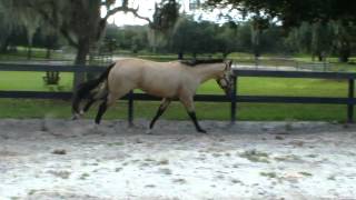 An Eligible Bachelor Buckskin AQHAIBHAABRA Stallion [upl. by Ahcilef]