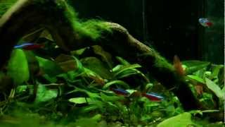 45L aquarium planted tankmp4 [upl. by Arleyne]