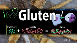 Gluten and GlutenRelated Disorders Animation [upl. by Atipul]