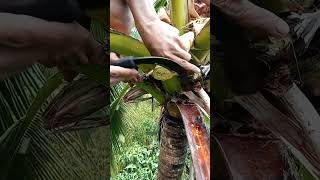 They called coconut wine in Philippines Making highlights3 amazingskills viralshorts2024 [upl. by Elkin]