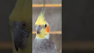 Little parrot singing and dancing parrot birds cute cockatiel pet cockatielcraze [upl. by Streeto321]