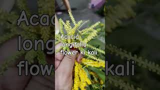 Acacia longifolia flower ki kali youtubeshorts viralvideo trending plzlike subscribe [upl. by Dusza153]