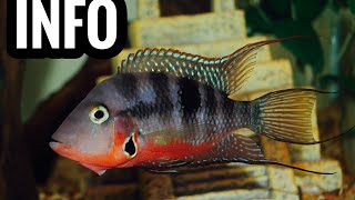 Firemouth Cichlid Care Guide [upl. by Leffert]