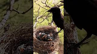 Black drongo bird babies P 12 shorts viralshorts [upl. by Alrick]