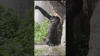 hilarious gorilla 🤣 gorillatag 金剛猩猩 台北市立動物園 shorts [upl. by Mcbride]