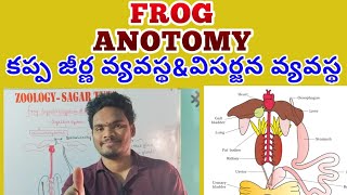 Frog digestive system and excretory system animal diversity ll [upl. by Elleunamme111]