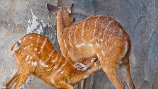 Sitatunga Tragelaphus spekii or Marshbuck Antelope [upl. by Nosremaj]