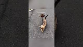 Cats with Attitude 😂 Episode 8 cat funny pets [upl. by Ennovyhc]