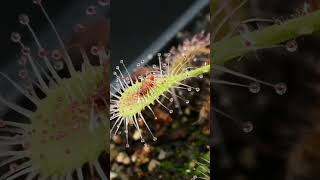 The small Madagascar Sundew catches a fly shorts sundew [upl. by Yentiw]