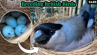 Weaned Chicks amp BULLFINCH EGGS  Breeding British Birds S1E5 [upl. by Seyler]