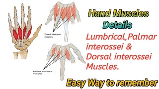 Hand Muscles Anatomy  Lumbricals  Palmar interossei  Dorsal interossei [upl. by Lorette]